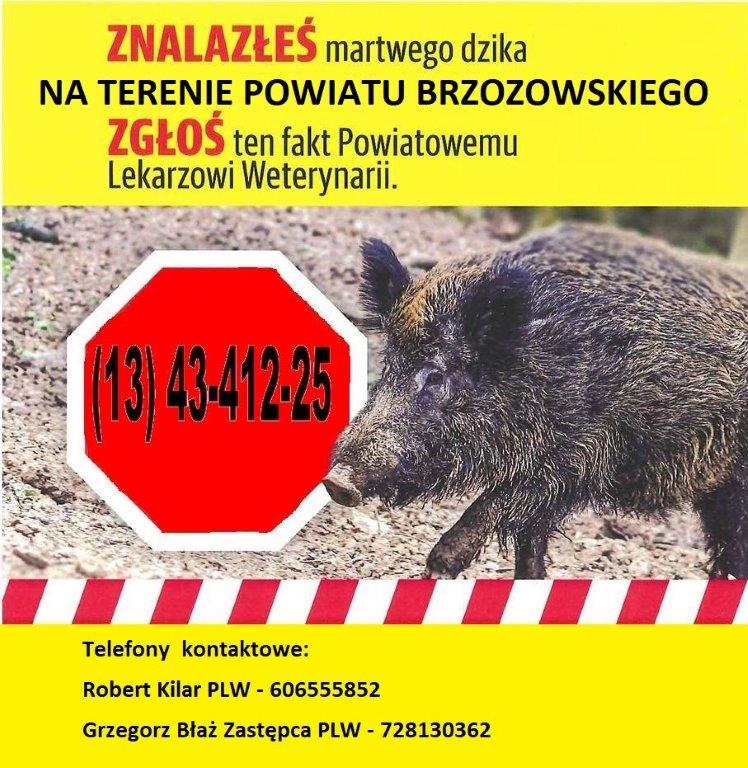 Jak postępować w przypadku znalezienia padłego dzika ? Komunikat Powi…