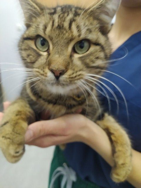 Kot szuka właściciela