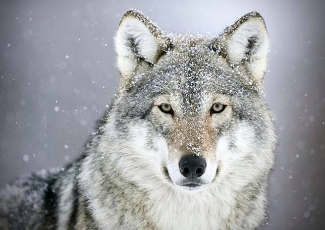 Przypomnienie dot. płoszenia wilków