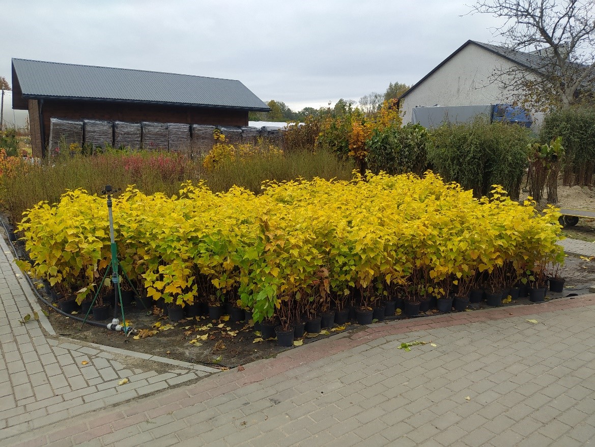 Sadzimy rośliny miododajne