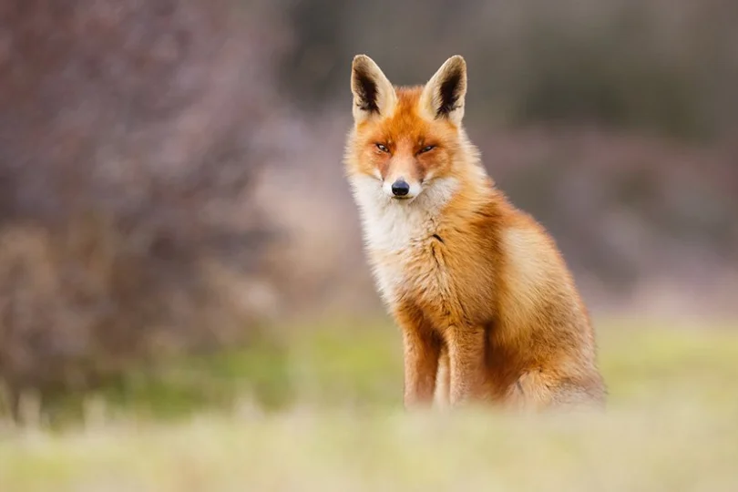 Wiosenna akcja szczepienia lisów przeciwko wściekliźnie