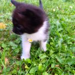 Kocięta szukają domu