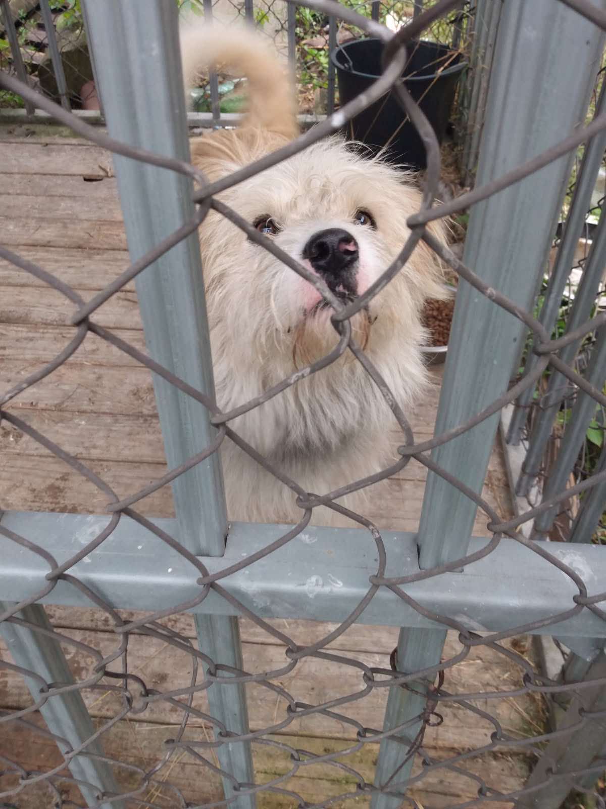 Pies szuka właściciela