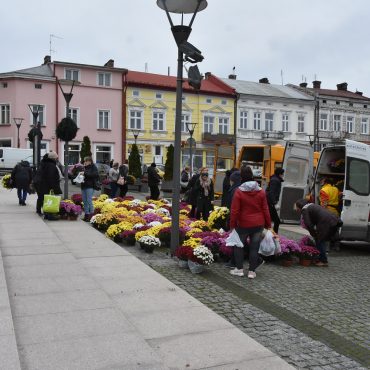 Mieszkańcy Brzozowa i okolic odbierają z Rynku w Brzozowie bezpłatnie chryzantemy.