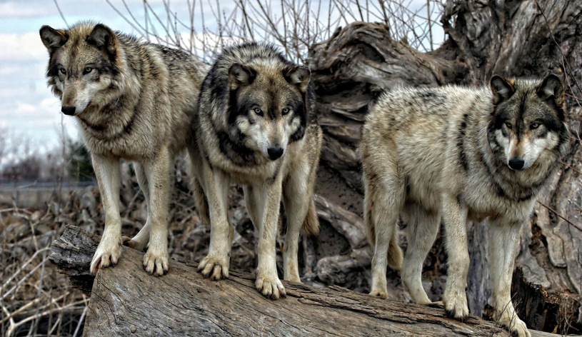 Trzy wilki stoją na pniu.