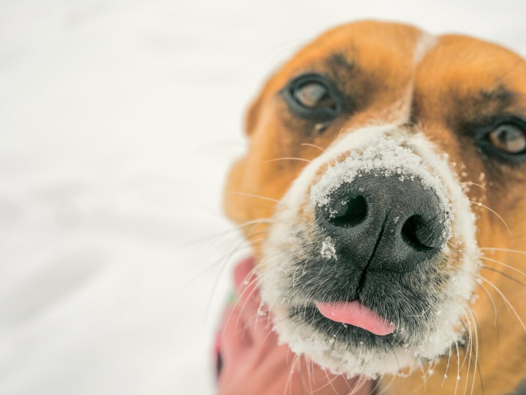 Obrazek psa z pyszczkiem całym w śniegu