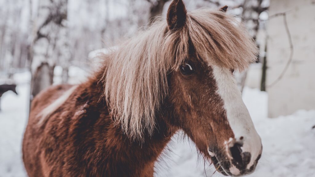 Koń / kuc na tle zimy
